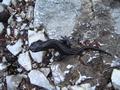 Zahlreiche Salamander sumen den Weg zur Bergstation der Eisriesenwelt-Seilbahn.