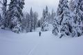 Einsame Stille in den hochwinterlichen Wldern.