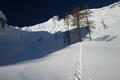 Auch Bume lieben offensichtlich Schneeschuhtouren.