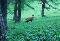 Am Weg zahlreiche, erstaunlich furchtlose Gmse - sei es im Wald ...