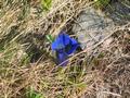 ... an herrlichen Blumen vorbei.