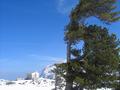 Von Wind und Wetter gezeichneter Baum.