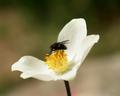 Viele Blumen am Wegesrand