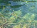 ... und auch die Fische erfreuen sich im glasklaren Wasser.