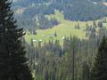 �ber freie Wiesenh�nge und lichten Wald (so er noch steht) steuern wir die Zleimalm an ...