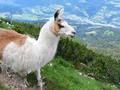 ... bei der ich von 2 Lamas begr��t werde. Irgendwie wollten sie mir wohl irgendetwas mitteilen, da sie st�ndig die Lippen bewegten, nur ich verstand ihre Sprache nicht.