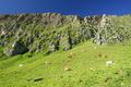 An den H�ngen s�dlich der Murwand. Viele Rinder ...