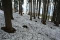 Im f�r das Fr�hjahr typisch verschmutzten Schnee steigen wir im Wald talw�rts.