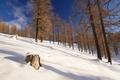 Unschwierig geht es im lichten Wald aufwrts. Zahlreichen Spuren verraten, dass das Gelnde gerne von Schneeschuhwanderern besucht wird.