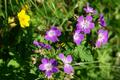 Blten-Impressionen: Stellvertretend fr all die verschiedensten Blumen in schnsten Farben, die Hrbie mehr als einmal in hchste Entzckung versetzten. Einzig die Edelwei fehlten uns heute unter allen mehr oder weniger bekannten Alpenblumen.