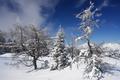 Stattdessen steigen wir im lichten Wald direkter in Richtung Hochkalmberg.