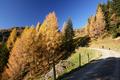 Weiter durch den herbstlich gefrbten Wald, den man aber schon bald hinter sich lt.