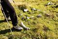Was auch immer hier verspeist wurde - und von wem auch immer *Haarstrub* - kleine Tiere waren es keinesfalls. Oder sollte es sich berhaupt um einen archologischen Saurierfund handeln - und T-Rex ist noch irgendwo in der Nhe ?