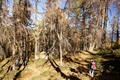 Weiter gehts im urzeitlich anmutenden Wald ...