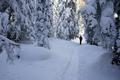 Durch herrlichen Winterwald ...