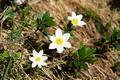 Frhling und Sommer nebeneinander. Vorbei an zahlreichen Alpenblumen ...