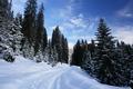 Im Wald und weiter oben aber gab es schnen Pulverschnee. 