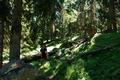 ... und durch den Wald - mit einer steileren Passage - bergwrts.
