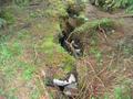An einigen Stellen wird der Aufstieg im Felsen etwas steiler, aber auch den spaltenreichen Waldboden im Gipfelbreich sollte man tunlichst nicht unterschtzen.
