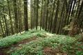 Von Tenneck folgt man zuerst der (oberen) Blhnbachstrae - ehe es der Markierung folgend - in den Wald geht. Der Waldsteig, anfangs noch gemchlich aufwrtsfhrend, wird zunehmend steil bis sehr steil - so gewinnt man wenigstens rasch Hhenmeter. Irgendwo im Wald haben Ingrid und ich uns verloren (bei einer Weggabelung gab es 2 Aufstiegsvarianten).