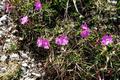Blumen-Impressionen 2
