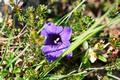 Blumen-Impressionen 3