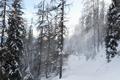 Fr den Abstieg whle ich nun nicht mehr den Sommerweg im Wald, sondern ich entscheide mich fr den wesentlich lngeren, aber ziemlich flachen Forstweg. Der bige Wind bringt den Wald immer wieder zum 