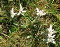Und ein Blick auf den Boden: berall herrliche Alpenblumen, allen voran die grundstzlich sehr seltenen, hier aber auf einer Wiese in groer Menge gedeihenden Edelwei, fr mich die edelsten aller Berggewchse. (Ach ja Hrbie, Du hast ja bei unserer letzten Wanderung gemeint, Du als ausgewiesener und anerkannter Blumen-Spezialist httest am Draugstein das grte jemals gefundene Kohlrschen-Exemplar gesichtet: Ich kann Dir nur sagen: Ich habe hier seine Eltern gefunden - Tusche ich mich, oder vernehme ich gerade ein Jauchzen aus dem Bischofshofener Raum ;-)