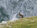 Am Gipfel des ber die Gratverbindung von der Schartwand ebenfalls unschwierig erreichbaren Brietkogels berraschte mich zunchst ein Gipfelhase, der ber unsere Begegnung, als ich fast ber ihn gestolpert bin, wohl ebenso berrascht war, wie ich.