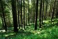Die vielen Singvgel bemhen sich im khlen Schatten des Waldes an diesem hei-schwlen Frhsommertag ihr bestes Lied anzustimmen.
