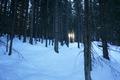 ber einen kurzen Aufschwung folge ich einer Schispur in den Wald hinein ...