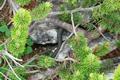 Dort entdeckten wir im Unterholz, uerst laut und aggressiv fauchend eine schwarze Kreuzotter. Das grte und lngste Exemplar, welches mir bislang untergekommen ist. Auf Grund der kalten Temperaturen war sie etwas starr und konnte deshalb nicht fliehen.
