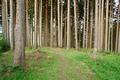Im Wald begleiten mich die Singvgel mit einem groartigen Morgenkonzert, begleitet von lautstarkem Kuckucksrufen aus nchster Nhe.