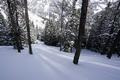 ... und durch steileren Wald ...