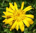 Gelbleuchtende Blumen