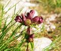 ... und bunte Alpenblumen.