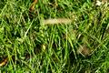 Genau so trge, wie eine fette, schwarze Kreuzotter mit kurzem Stummelschwnzchen vor mir ins dichte Gras schlpfte, genau so langsam waren meine Schritte in der gnadenlos vom Himmel brennenden Hitze geworden.