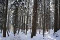 Im dichteren Wald war die Schneemenge ohnehin nicht allzu ppig ...