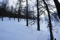 Oberhalb der Alm folgen wir der Schispur, anfangs ein kurzes Stck durch lichten Wald ...