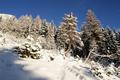 Bald aber dreht das Steiglein, von dessen Markierung unter dem Schnee nicht allzu viel sichtbar ist, nach rechts in den Wald hinein.