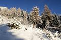 Bald aber dreht das Steiglein, von dessen Markierung unter dem Schnee nicht allzu viel sichtbar ist, nach rechts in den Wald hinein.