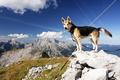 Aufmerksam beobachtet der Hund die imposanten Alpentiere.