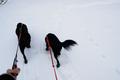 Brav zogen mich Nico, der Labrador Retriever und Sammy, der Border Collie Mischling ber den schneebedeckten Forstweg bergan. Die neugierigen Schnffelnasen stndig am Boden. Eine Schneeschuhspur in der sprlichen Schneemenge.