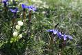 Viele Blumen am Gipfelplateau in verschiedensten Farben. Beispielhaft seien welche in blau, wei ...