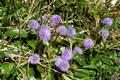 Viele Blumen und Blten am Wegesrand.