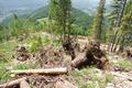 Weiter unten folgen Latschenfelder, danach Wald - oder zumindest das, was einmal ein solcher gewesen ist.