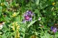 Alpenblumen.