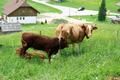 ber eine Wiese neben den weidenden Rindern vorbei. Leider war die 