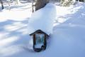 Gerade noch oberhalb der Schneedecke mit �ppiger Schneehaube.