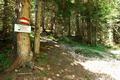 Der unterste Wegabschnitt verläuft gemeinsam mit der Route über die Lahngangseen zur Pühringerhütte. Bei einer Höhe von etwa 1.070 Meter hält man sich dann aber links in den Wald hinein ...